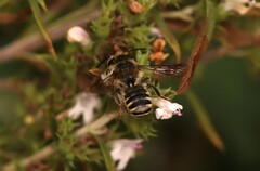 Megachile centuncularis