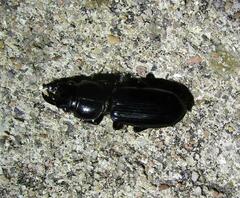 Scarites subterraneus