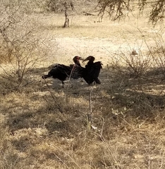 Bucorvus leadbeateri