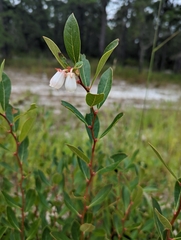 Lyonia mariana