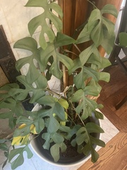 Rhaphidophora tetrasperma