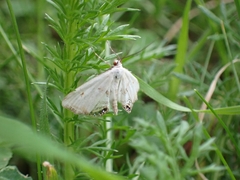 Cataclysta lemnata