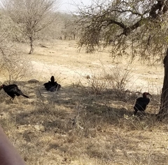 Bucorvus leadbeateri