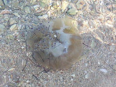 Cotylorhiza tuberculata