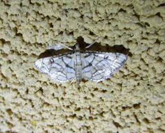 Hileithia magualis