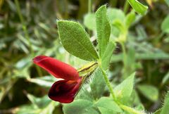 Lotus tetragonolobus