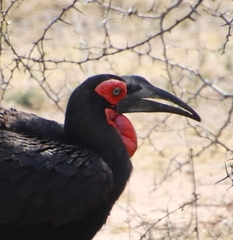 Bucorvus leadbeateri