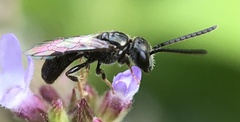 Lasioglossum