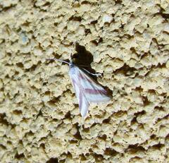Microtheoris vibicalis