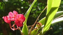 Rodriguezia lanceolata