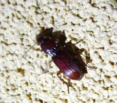 Stenomorphus californicus