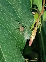 Oligolophinae