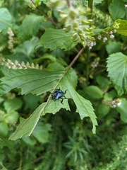 Alcaeorrhynchus grandis