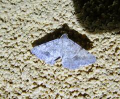 Frederickia s-signata