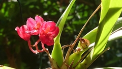 Rodriguezia lanceolata