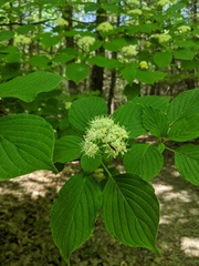 Cornus alternifolia