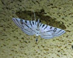 Conchylodes ovulalis
