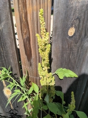 Amaranthus retroflexus