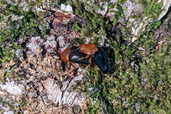 Triplax thoracica