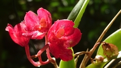 Rodriguezia lanceolata