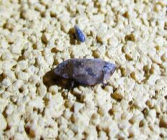 Lepyronia quadrangularis