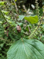 Alcaeorrhynchus grandis