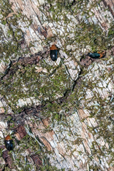 Triplax thoracica