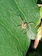 Oligolophinae