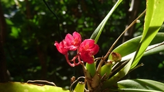 Rodriguezia lanceolata