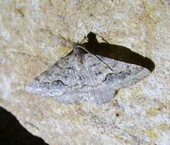 Frederickia s-signata