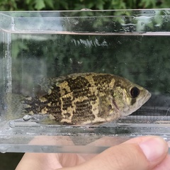 Ambloplites rupestris