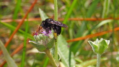 Melissodes bimaculatus
