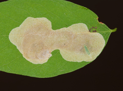 Chrysaster ostensackenella