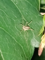 Oligolophinae