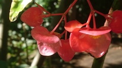 Begonia coccinea
