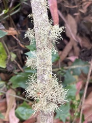 Sphaerophorus tuckermanii