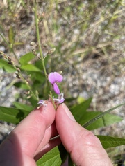 Desmodium tortuosum