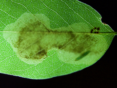 Chrysaster ostensackenella