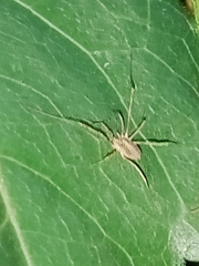 Oligolophinae
