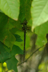 Coryphaeschna ingens