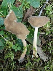 Helvella elastica
