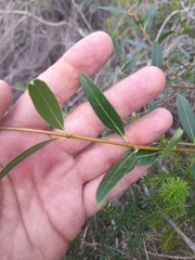 Phillyrea latifolia media