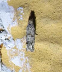 Pelochrista consobrinana