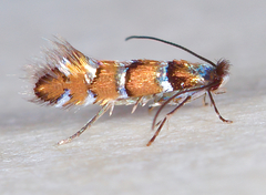 Chrysaster ostensackenella