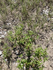 Croton glandulosus septentrionalis