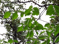 Ulmus minor