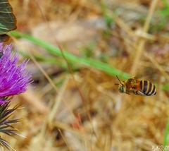 Amegilla quadrifasciata