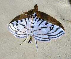 Conchylodes ovulalis