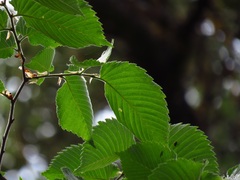 Ulmus minor