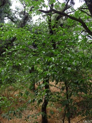 Ulmus minor
